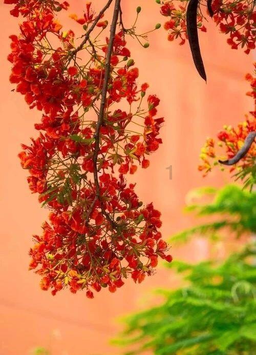 万词王